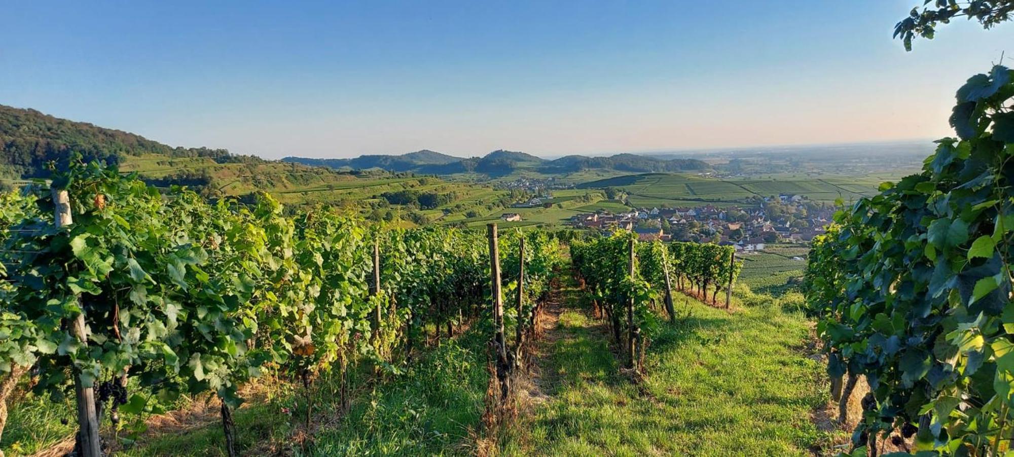 Ferienwohnung Vino9 Vogtsburg Buitenkant foto